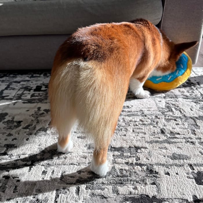 Oliver the Corgi from behind