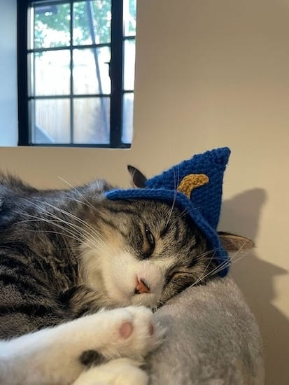 Affogato sleepily wearing a wizard hat wishing for you to leave him alone