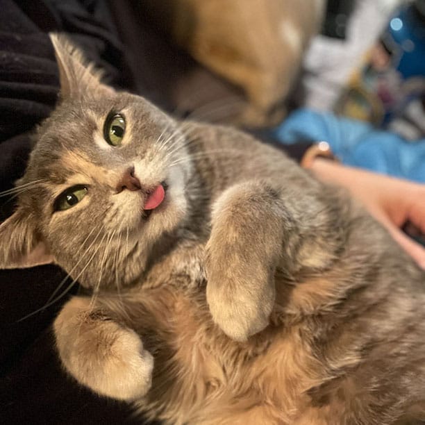 Sookie the kitty giving you its best silly face because it needs more treats