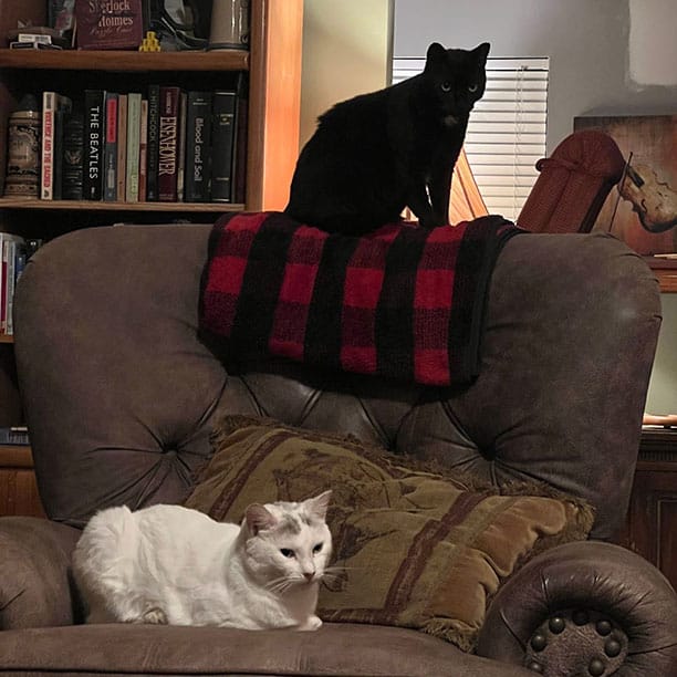 Fearless the fearless kitty sitting on top of a plaid blanket while Island the kitty perches on her own little island