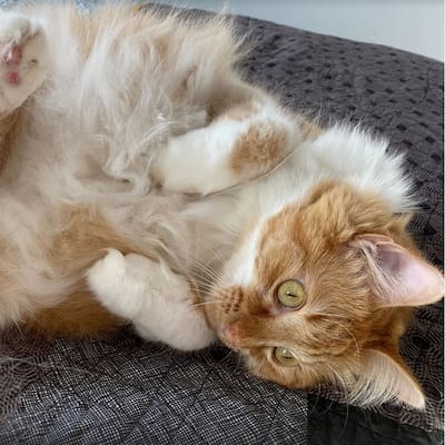 Korgeigh the floof kitty ready for belly rubs