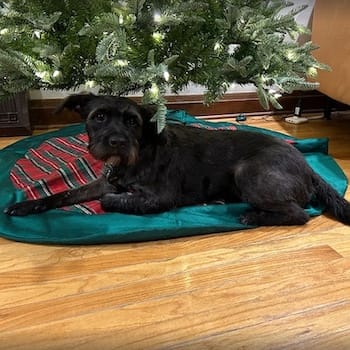 Mocha the small doggo splayed under a Christmas tree