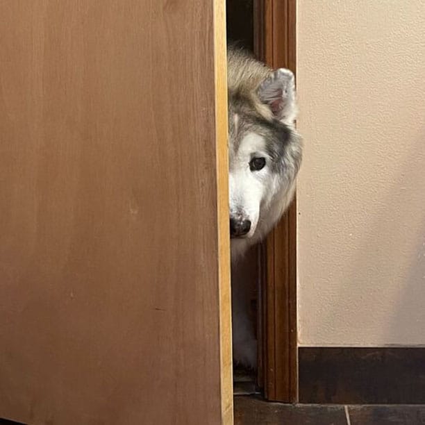 Nietzsche the floofy doggo peeping on you through the door