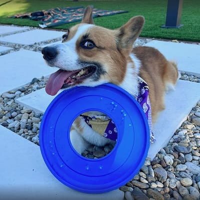 Oliver the corgi wanting you to throw a frisbee!!