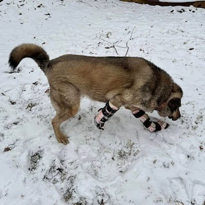 Pai the doggo prancing around the snow